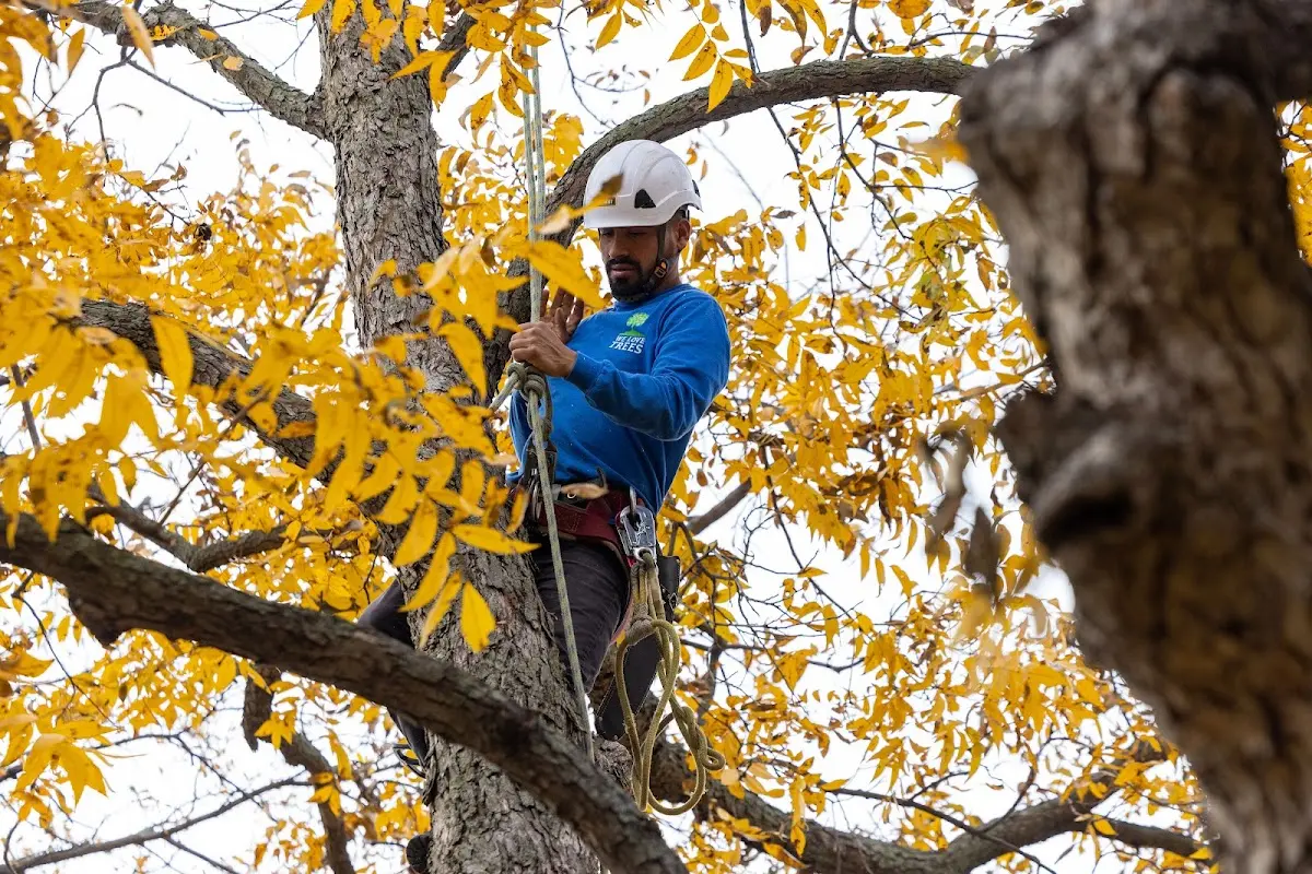 Skilled Tree Planting crew working in Dolan Springs